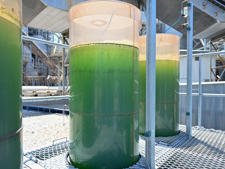 Research Project Chlorobloom