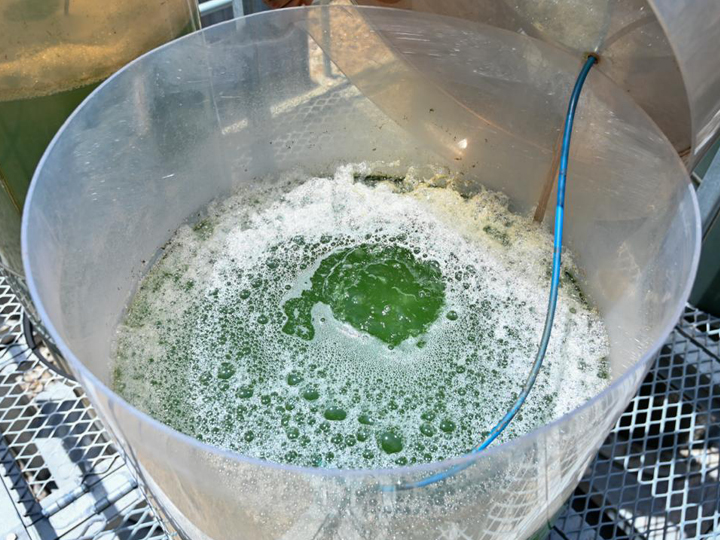 Research Project Chlorobloom