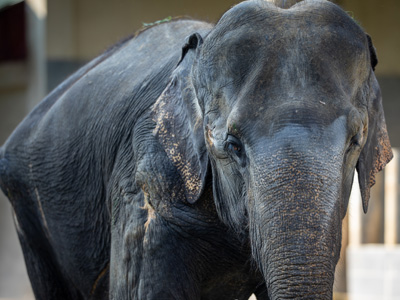 ELEPHANT PICTURE 1