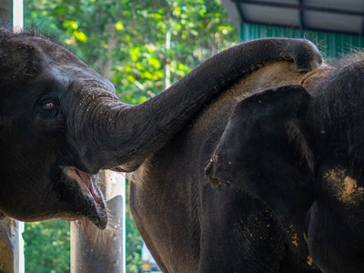 ELEPHANT PICTURE 3