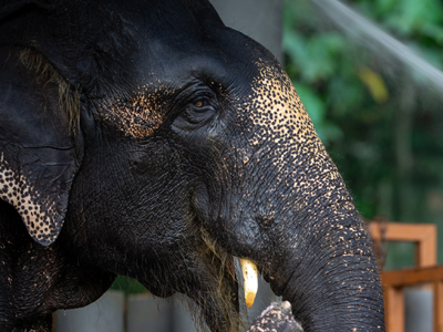ELEPHANT PICTURE 2