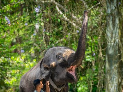 ELEPHANT PICTURE 4